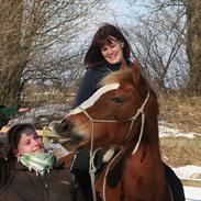 Welsh Cob (sec D) Miss Jessica