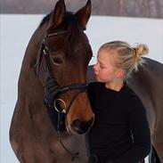 Hollandsk Sportspony Zuie