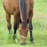 Dansk Varmblod Lady Pride af egelykke