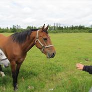 Dansk Varmblod Lady Pride af egelykke