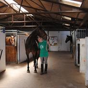 Anden særlig race Sonny Boy