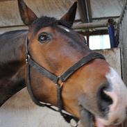 Anden særlig race Sonny Boy