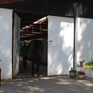 Anden særlig race Sonny Boy