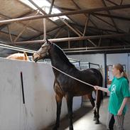 Anden særlig race Sonny Boy