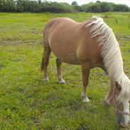 Haflinger Addie