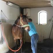 Traver Ibrahim Grimm