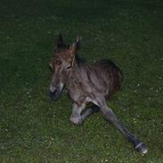 Islænder Laxi fra Egemosegård