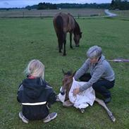 Islænder Laxi fra Egemosegård