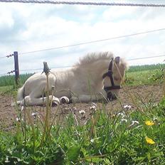 Fjordhest Kragshøjs Ladonia R.I.P