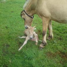 Fjordhest Kragshøjs Ladonia R.I.P