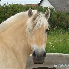 Fjordhest Freja | Stjerneponyen<3.