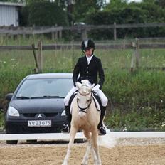 Welsh Pony af Cob-type (sec C) Rosengårdens Nakuma