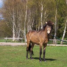 Islænder Taktur fra Engholm