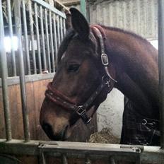 Dansk Varmblod Athena <3 Himmelhest :,(