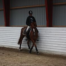 Hollandsk Sportspony Barrichello