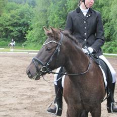Islænder ~Orka fra Hofi l ~ DRESSURSTJERNEN!<3