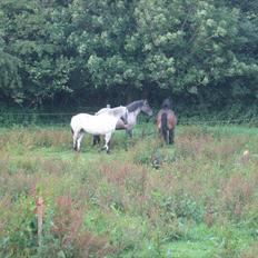 Anden særlig race rollo hansen