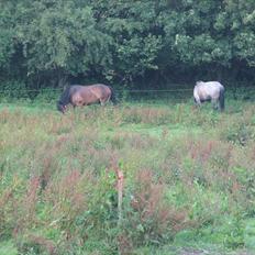Anden særlig race rollo hansen