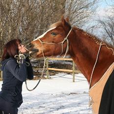 Welsh Cob (sec D) Miss Jessica