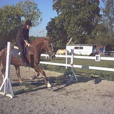 Welsh Cob (sec D) Miss Jessica