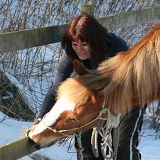 Welsh Cob (sec D) Miss Jessica