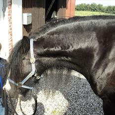 Irish Cob Zafir 