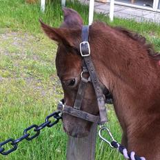 Sportsaraber (A) Sierra Bint Sarakah