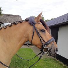 Anden særlig race Monty