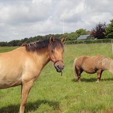Anden særlig race Monty