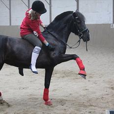 Hollandsk Sportspony Lady Black