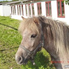 Miniature Little Sensation