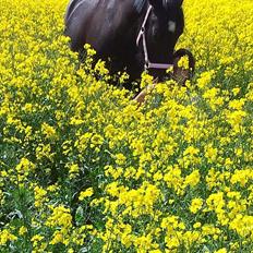 Oldenborg Stjerne af Mosen *SOLGT*