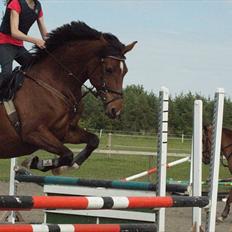 Hollandsk Sportspony Kira