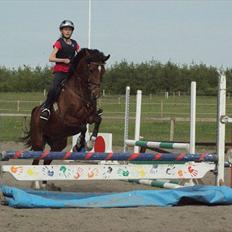 Hollandsk Sportspony Kira