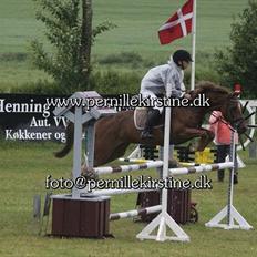 Welsh Pony af Cob-type (sec C) bloklands melina r.i.p