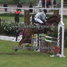 Welsh Pony af Cob-type (sec C) bloklands melina r.i.p