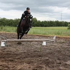 Hannoveraner Gildbjerg´s Black Chanti