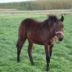 DSP LGM Bonwii (solgt)