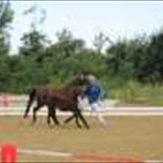 DSP LGM Bonwii (solgt)