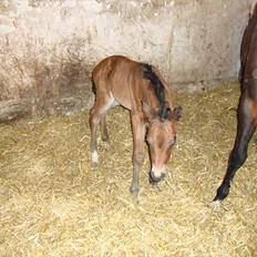 DSP LGM Bonwii (solgt)