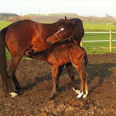 DSP LGM Bonjour miss magic