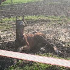 DSP LGM Bonjour miss magic