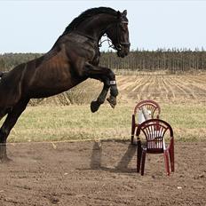 Hannoveraner Gildbjerg´s Black Chanti