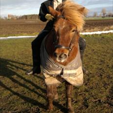 Anden særlig race Anton (den søde ''rullepølse'')