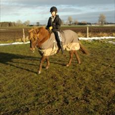 Anden særlig race Anton (den søde ''rullepølse'')