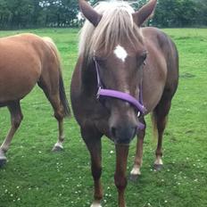 DSP Rødtjørns Duchess 