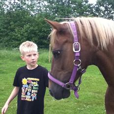 DSP Rødtjørns Duchess 