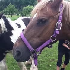 DSP Rødtjørns Duchess 