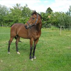 Fuldblod (XX) King Of York (SOLGT)