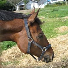 Fuldblod (XX) King Of York (SOLGT)